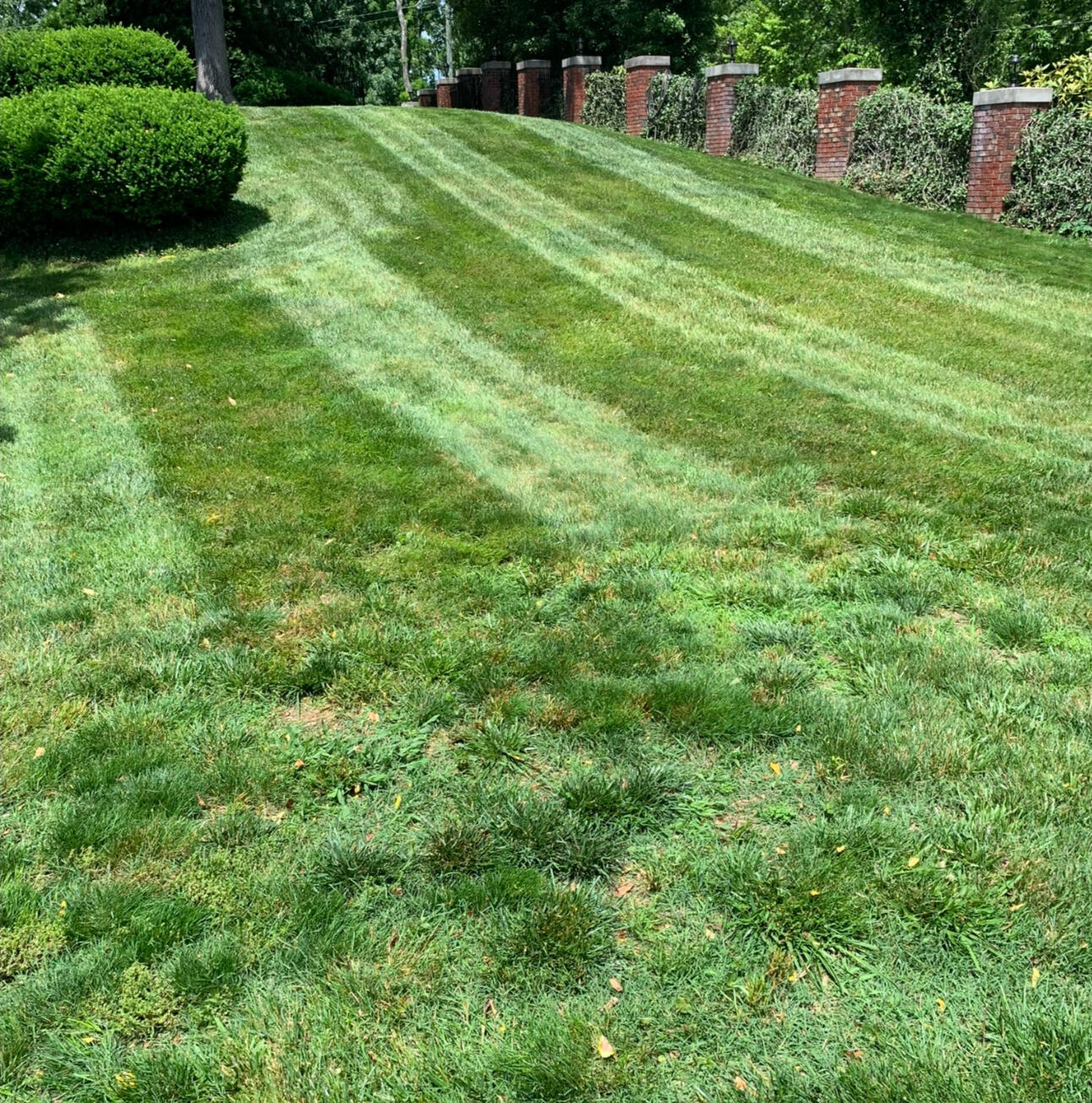 Mowing lawn with stripes